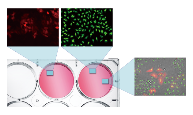 Celloger Pro Automated live cell imaging system